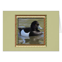 Tufted Duck Cards