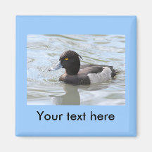 Tufted Duck Fridge Magnets