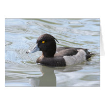 Tufted Duck Greeting Card
