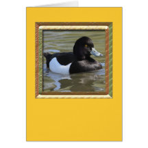 Tufted Duck Greeting Card