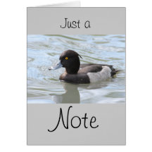 Tufted Duck Greeting Card