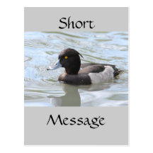 Tufted Duck Post Card