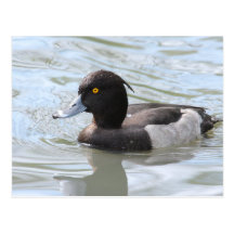 Tufted Duck Postcards