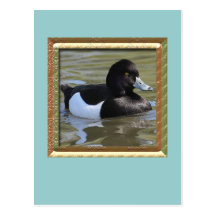 Tufted Duck Postcards