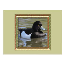 Tufted Duck Postcards