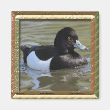 Tufted Duck Refrigerator Magnets