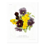 Tufted Pansies Post Cards
