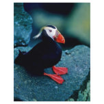 Tufted Puffin Flyer Design