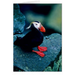 Tufted Puffin Greeting Cards