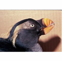 Tufted Puffin, non breeding 1980 002784 photo sculptures by animalpark Tufted Puffin, non breeding 1980 002784 photo sculptures