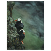 Tufted Puffin Pair Flyer Design