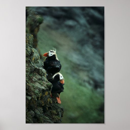 Tufted Puffin Pair Print