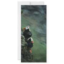 Tufted Puffin Pair rack cards