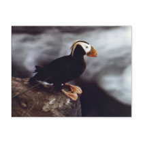 Tufted Puffin Portrait Postcard