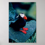 Tufted Puffin Posters