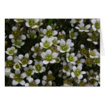 Tufted Saxifrage on Unalaska Island Greeting Cards