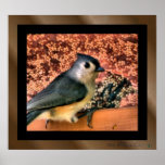 tufted titmouse2 print