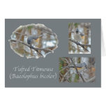 Tufted Titmouse (Baeolophus bicolor) Items Cards