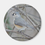 Tufted Titmouse (Baeolophus bicolor) Items Refrigerator Magnets