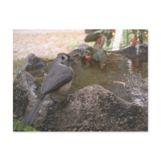 Tufted Titmouse Bath Postcard postcard