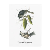 Tufted Titmouse, John Audubon Post Card