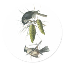 Tufted Titmouse, John Audubon Stickers