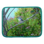 Tufted Titmouse: Newly Fledged Baby Bird Organizer