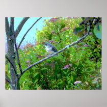 Tufted Titmouse: Newly Fledged Baby Bird Print