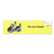 Tufted Toulouse Goslings Bumper Sticker