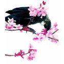 Tui Bird and Cherry Blossom shirt