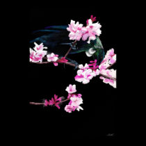 Tui Bird feeding On Cherry Blossoms - (LARGE) posters