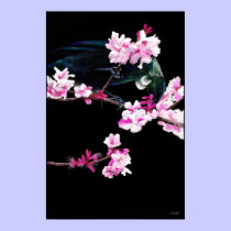 Tui Bird feeding On Cherry Blossoms - (LARGE) posters