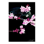 Tui Bird feeding On Cherry Blossoms - Poster Tui Bird feeding On Cherry Blossoms - Poster