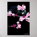 Tui Bird feeding On Cherry Blossoms - Poster posters