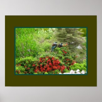 Tui Birds, Wellington Botanic Gardens print