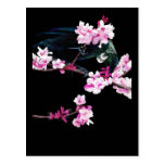 Tui Feeding on Cherry Blossoms Post Cards