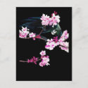 Tui Feeding on Cherry Blossoms postcard