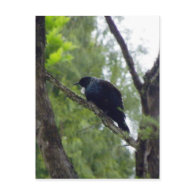 Tui in Rimu Tree postcard