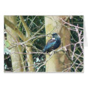 Tui Looks Back cards