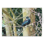 Tui Looks Back cards