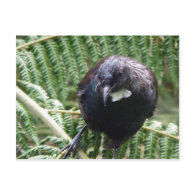 Tui postcard