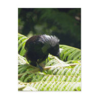 Tui postcard