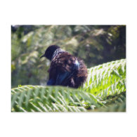 Tui postcard