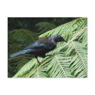 Tui postcard