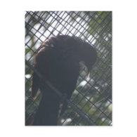 Tui postcard