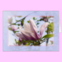 Tuilip Magnolia Pastel cards