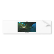 Tulamben's barracuda bumper sticker