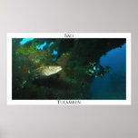 Tulamben's barracuda-Poster posters