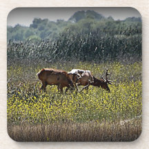 Tule Bull Elk Drink Coaster
