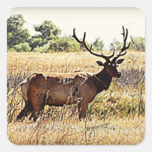 Tule Elk Bull Stickers